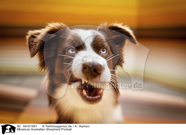 Miniature Australian Shepherd Portrait / Miniature Australian Shepherd portrait / AH-01681