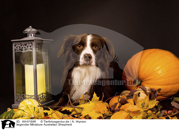 liegender Miniature Australian Shepherd / lying Miniature Australian Shepherd / AH-01686