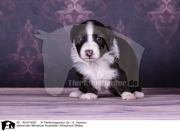 stehender Miniature Australian Shepherd Welpe / standing Miniature Australian Shepherd Puppy / AH-01695