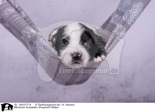Miniature Australian Shepherd Welpe / Miniature Australian Shepherd Puppy / AH-01714