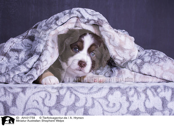 Miniatur Australian Shepherd Welpe / Miniature Australian Shepherd Puppy / AH-01758
