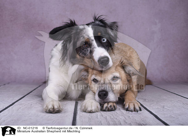 Miniature Australian Shepherd mit Mischling / Miniature Australian Shepherd with Mongrel / NC-01216