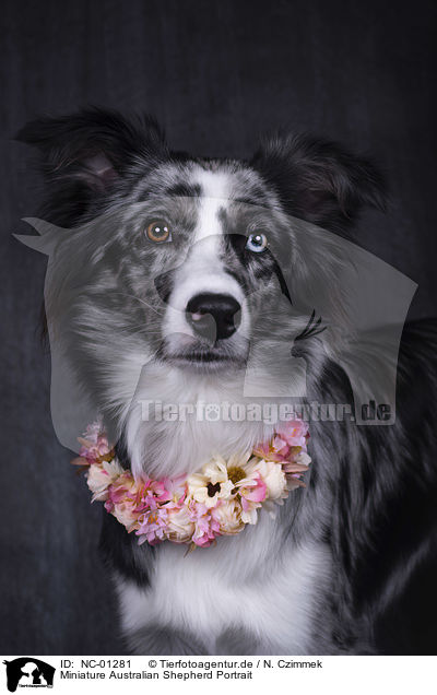 Miniature Australian Shepherd Portrait / Miniature Australian Shepherd portrait / NC-01281