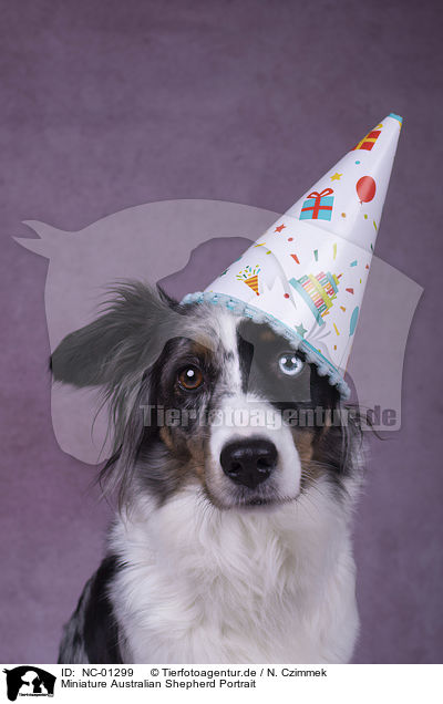 Miniature Australian Shepherd Portrait / NC-01299