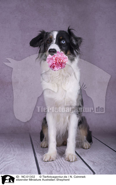 sitzender Miniature Australian Shepherd / sitting Miniature Australian Shepherd / NC-01302