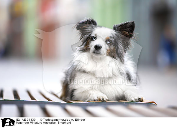 liegender Miniature Australian Shepherd / lying Miniature Australian Shepherd / AE-01330