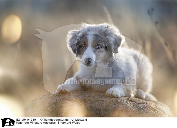 liegender Miniature Australian Shepherd Welpe / UM-01210