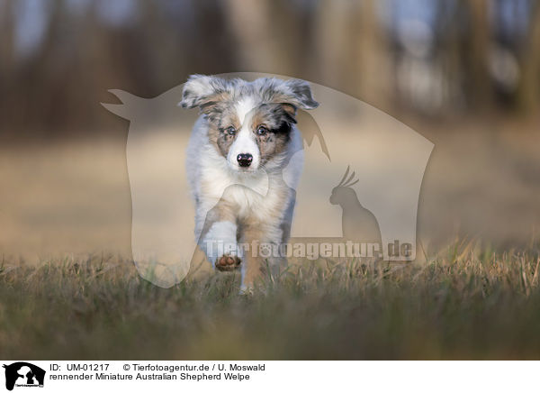 rennender Miniature Australian Shepherd Welpe / UM-01217