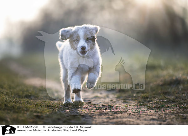 rennender Miniature Australian Shepherd Welpe / UM-01220