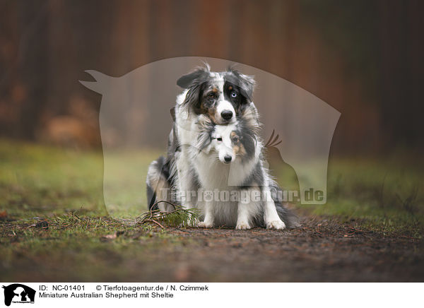 Miniature Australian Shepherd mit Sheltie / Miniature Australian Shepherd with Sheltie / NC-01401