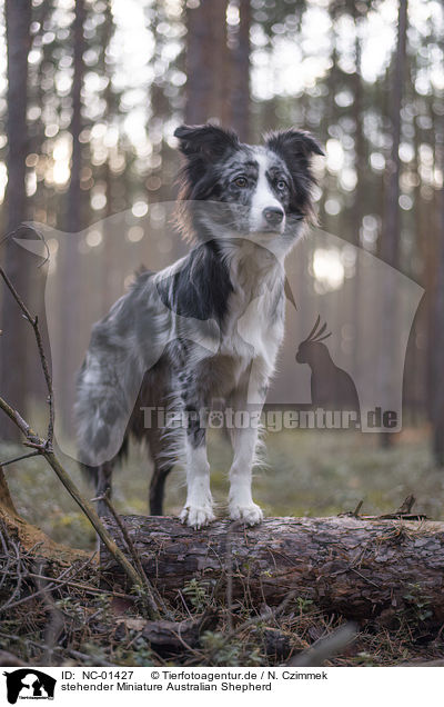 stehender Miniature Australian Shepherd / NC-01427