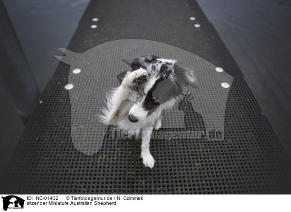 sitzender Miniature Australian Shepherd / sitting Miniature Australian Shepherd / NC-01432