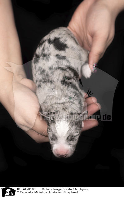 2 Tage alte Miniature Australian Shepherd / 2 days old Miniature Australian Shepherd / AH-01836