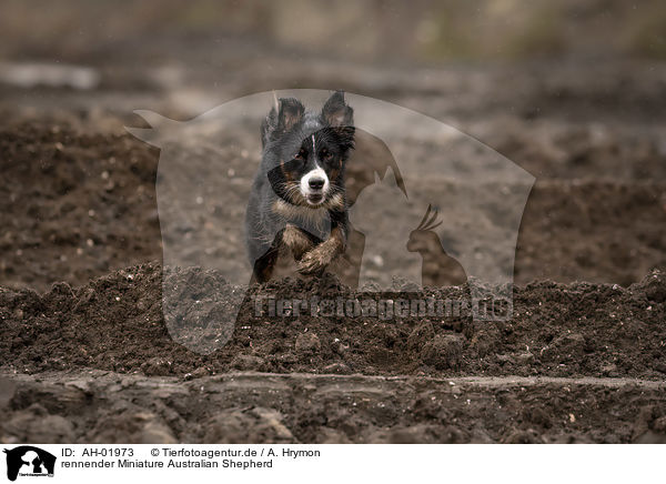rennender Miniature Australian Shepherd / running Miniature Australian Shepherd / AH-01973