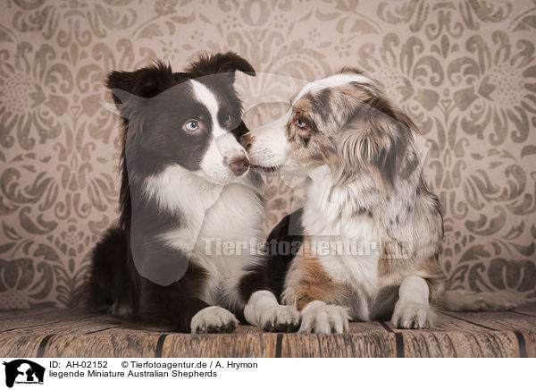 liegende Miniature Australian Shepherds / lying Miniature Australian Shepherds / AH-02152