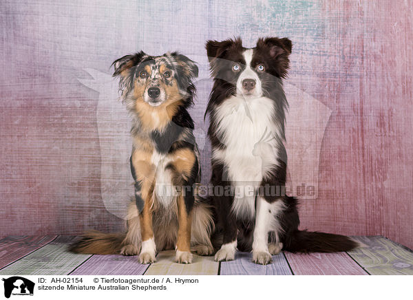 sitzende Miniature Australian Shepherds / sitting Miniature Australian Shepherds / AH-02154
