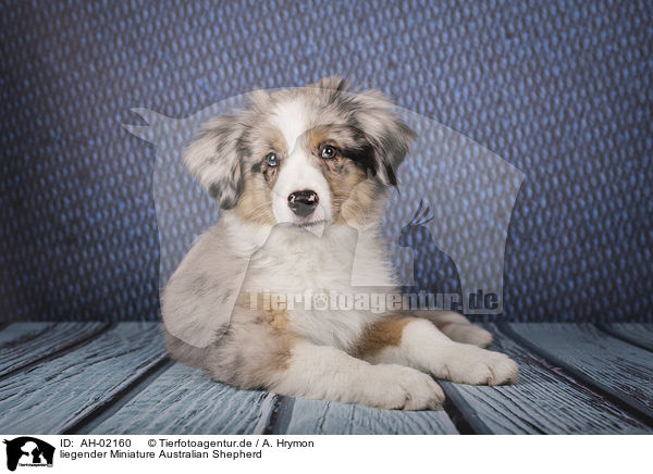 liegender Miniature Australian Shepherd / lying Miniature Australian Shepherd / AH-02160