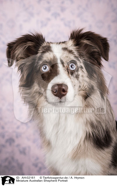 Miniature Australian Shepherd Portrait / Miniature Australian Shepherd portrait / AH-02161