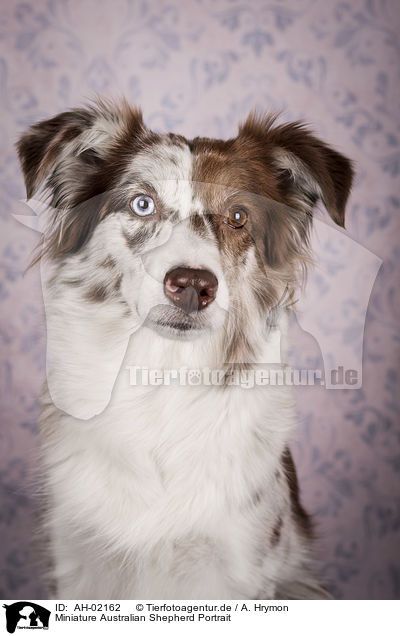 Miniature Australian Shepherd Portrait / Miniature Australian Shepherd portrait / AH-02162