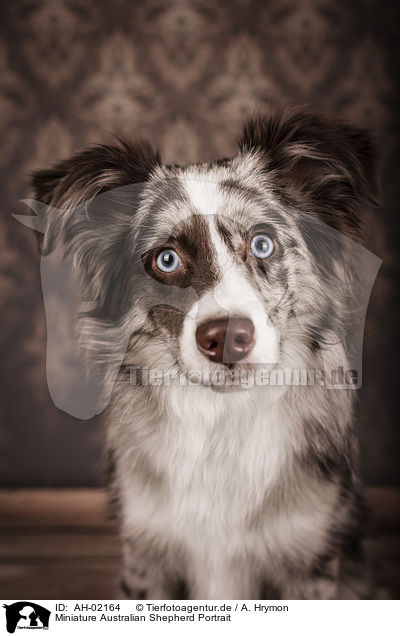 Miniature Australian Shepherd Portrait / Miniature Australian Shepherd portrait / AH-02164