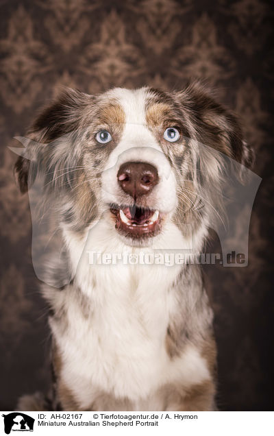 Miniature Australian Shepherd Portrait / Miniature Australian Shepherd portrait / AH-02167