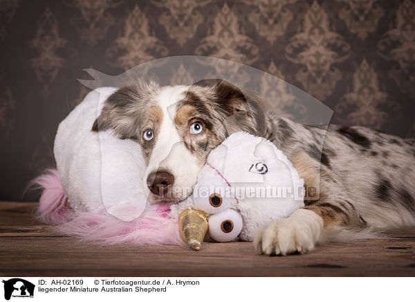 liegender Miniature Australian Shepherd / lying Miniature Australian Shepherd / AH-02169