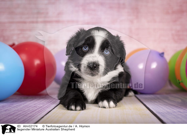 liegender Miniature Australian Shepherd / lying Miniature Australian Shepherd / AH-02174
