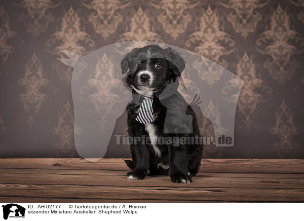 sitzender Miniature Australian Shepherd Welpe / sitting Miniature Australian Shepherd Puppy / AH-02177