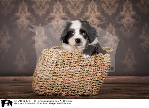 Miniature Australian Shepherd Welpe im Krbchen / Miniature Australian Shepherd Puppy in a basket / AH-02179