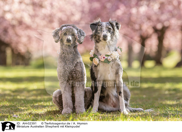 Miniature Australian Shepherd mit Kleinpudel / Miniature Australian Shepherd with Standard Poodle / AH-02391
