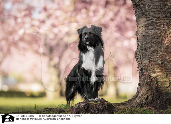 stehender Miniature Australian Shepherd / standing Miniature Australian Shepherd / AH-02397