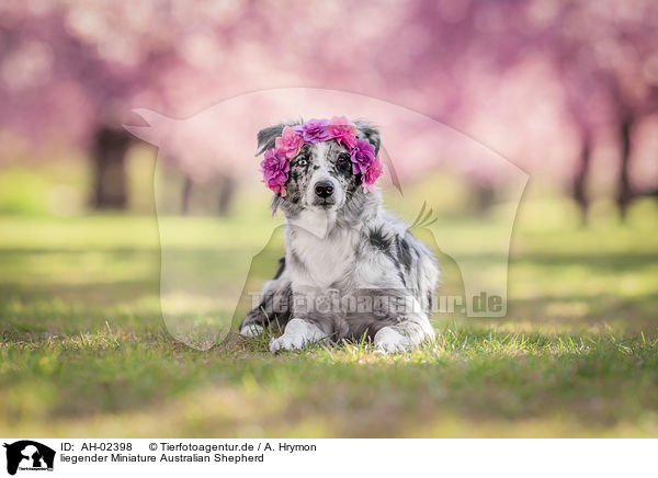 liegender Miniature Australian Shepherd / lying Miniature Australian Shepherd / AH-02398