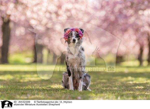sitzender Miniature Australian Shepherd / sitting Miniature Australian Shepherd / AH-02399