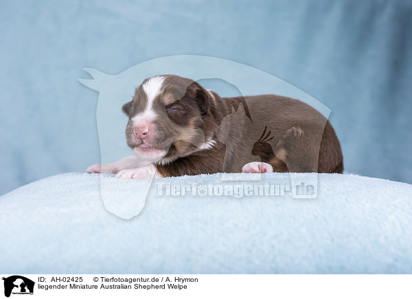 liegender Miniature Australian Shepherd Welpe / lying Miniature Australian Shepherd Puppy / AH-02425