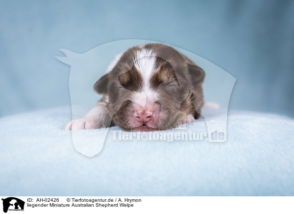 liegender Miniature Australian Shepherd Welpe / AH-02426