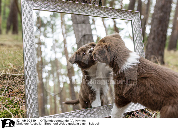 Miniature Australian Shepherd Welpe guckt in einen Spiegel / AH-02489