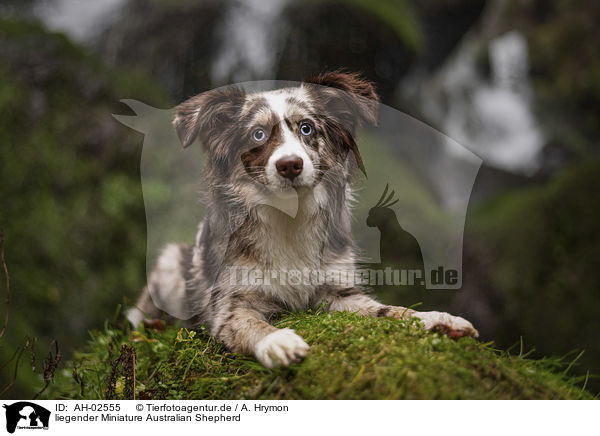 liegender Miniature Australian Shepherd / lying Miniature Australian Shepherd / AH-02555