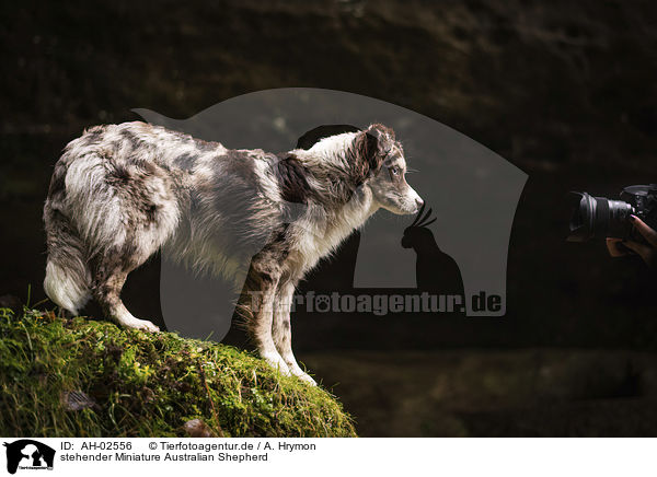 stehender Miniature Australian Shepherd / standing Miniature Australian Shepherd / AH-02556