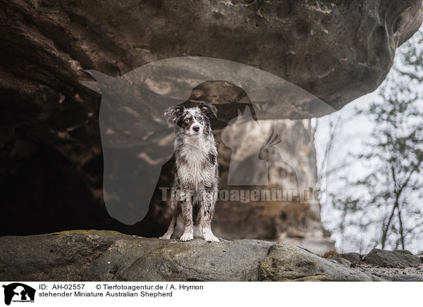 stehender Miniature Australian Shepherd / standing Miniature Australian Shepherd / AH-02557