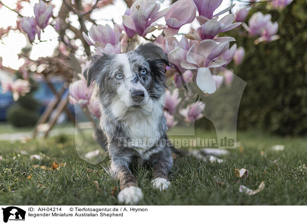 liegender Miniature Australian Shepherd / lying Miniature Australian Shepherd / AH-04214