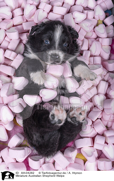 Miniature Australian Shepherd Welpe / Miniature Australian Shepherd Puppy / AH-04282