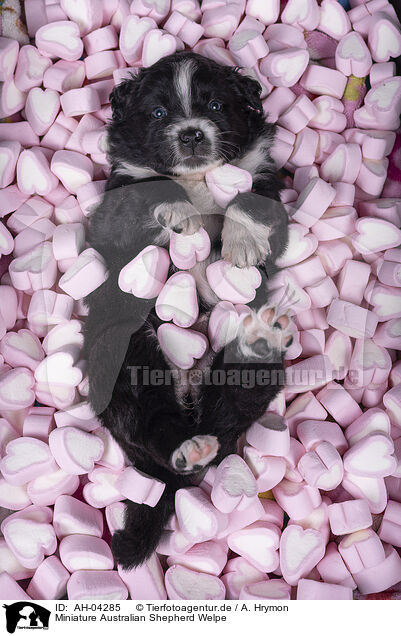 Miniature Australian Shepherd Welpe / AH-04285