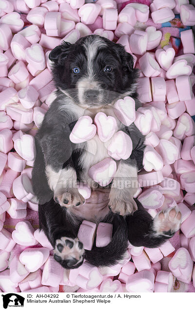 Miniature Australian Shepherd Welpe / Miniature Australian Shepherd Puppy / AH-04292