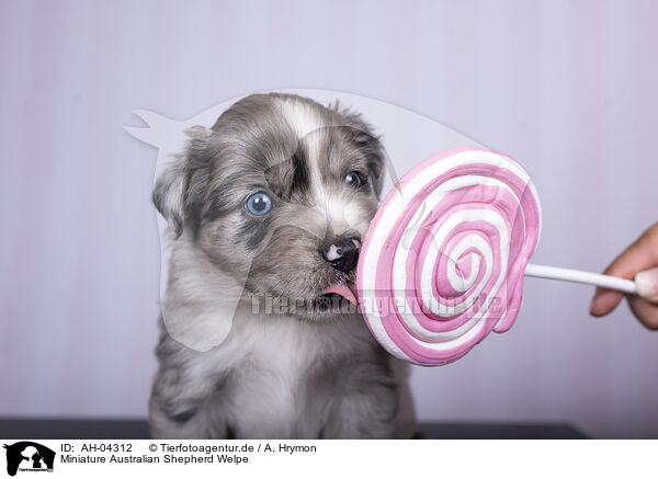 Miniature Australian Shepherd Welpe / Miniature Australian Shepherd Puppy / AH-04312