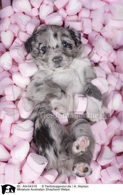 Miniature Australian Shepherd Welpe / Miniature Australian Shepherd Puppy / AH-04316