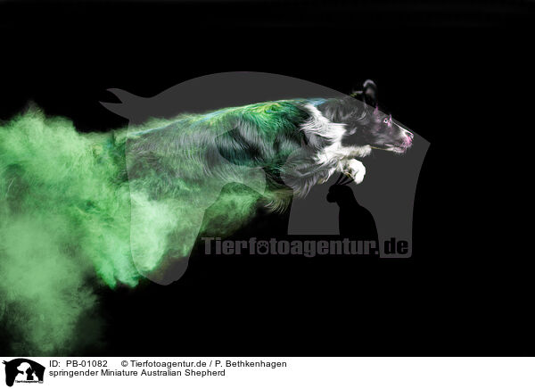 springender Miniature Australian Shepherd / jumping Miniature Australian Shepherd / PB-01082