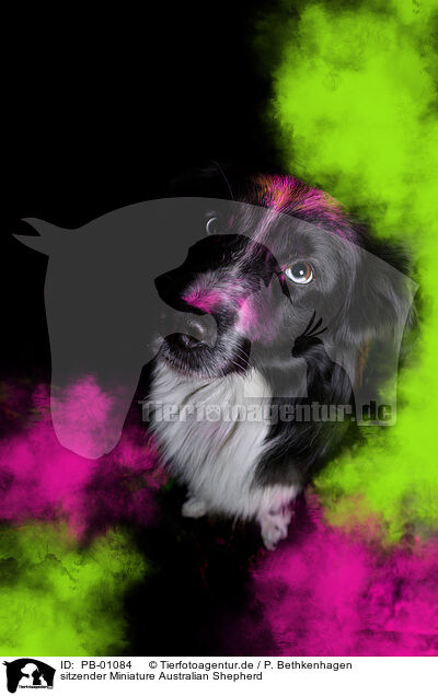 sitzender Miniature Australian Shepherd / sitting Miniature Australian Shepherd / PB-01084