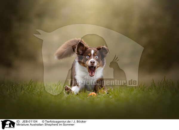 Miniature Australian Shepherd im Sommer / JEB-01104