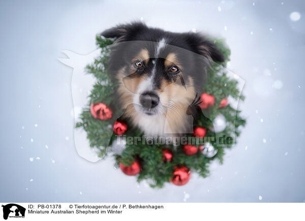 Miniature Australian Shepherd im Winter / Miniature Australian Shepherd in winter / PB-01378