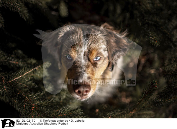 Miniature Australian Shepherd Portrait / Miniature Australian Shepherd Portrait / DL-02170